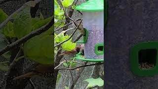 Silver bill and scaly Breasted Munia eating [upl. by Aihsenot]