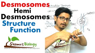 Desmosomes and hemi desmosomes [upl. by Surdna]