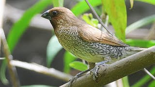 Scalybreasted Munia Lonchura punctulata 4K [upl. by Kono]