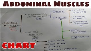 Abdominal Muscles  Part 1  Anterolateral amp Posterior Abdominal Wall  TCML [upl. by Elocn]