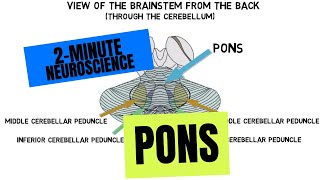 2Minute Neuroscience Pons [upl. by Durarte]