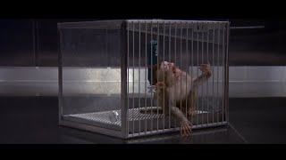 Monkeys death from gas HD [upl. by Mareah]