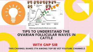 Understanding follicular waves in cattle [upl. by Clark]