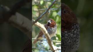 Scalybreasted Munia ruffles its feathers [upl. by Yordan120]