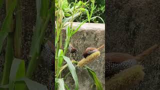 Scaly Breasted Munia eating [upl. by Eliath]