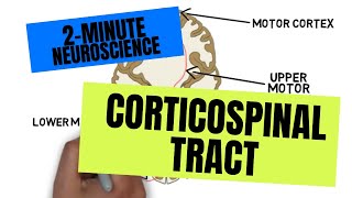 2Minute Neuroscience Corticospinal Tract [upl. by Idarb]