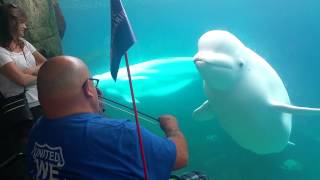 Beluga mesmerized by violin [upl. by Gwenn]