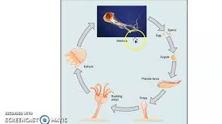 Cnidarians and Their LIfe Cycle [upl. by Teleya60]