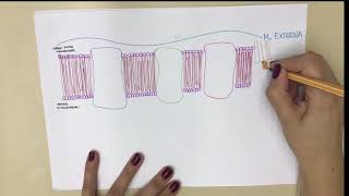 Resumo Fosforilação Oxidativa [upl. by Akimihs384]