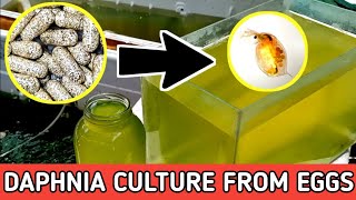 HOW TO HATCH DAPHNIA EGGS  HOW TO CULTURE DAPHNIA [upl. by Motch948]