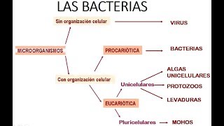 INTRODUCCIÓN A LA MICROBIOLOGÍA  Las bacterias [upl. by Letnwahs381]