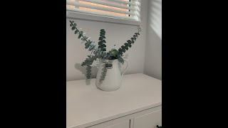 Eucalyptus tree Pruning and using cuttings indoor [upl. by Hakon]