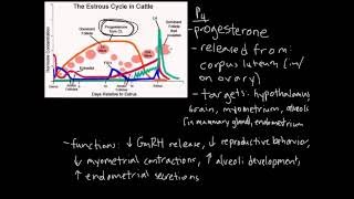 Estrous Cycle [upl. by Noraed669]