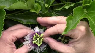 How to Pollinate Passion Flowers Tempe Arizona Passion Fruit Abundance [upl. by Southard]