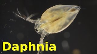 Daphnia [upl. by Beauchamp]