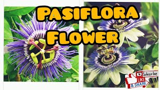 Beautiful Passiflora Flower [upl. by Lidstone154]