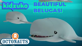 Octonauts  The Beluga Whales  Full Episode 34  Kidzuko [upl. by Heng]