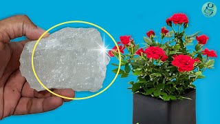 10 Powerful Rose Plant Care Tips  How to grow Roses [upl. by Fredie]