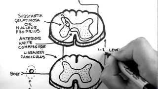 Spinal Pathways 3  Spinothalamic Tract [upl. by Nivej27]