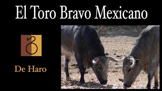 El Toro bravo mexicano De Haro [upl. by Rudd]