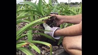 Transplanting A Hippeastrum Bulb From Pot To Garden [upl. by Yclek]