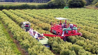 Tractor Ted SingaLong The Combine Song from Combine Time [upl. by Oine]