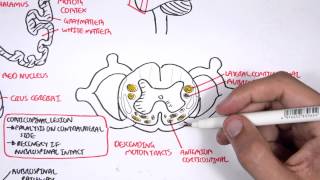 Neurology  Motor Pathways [upl. by Teria]