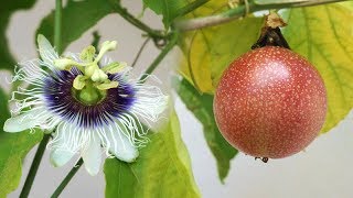 Passion Fruit in pot  from Flower to Fruit [upl. by Vikky]