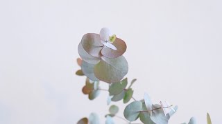 Growing Eucalyptus Trees for Bonsai and Cut Foliage [upl. by Dorthy]