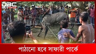 ধাওয়া করে নীলগাই আটক  DBC News Special [upl. by Ganny2]