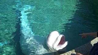 Beethoven the Beluga Whale Whale Sounds [upl. by Lunt]