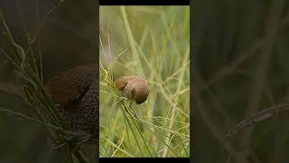 Scaly Breasted munia eating the grass seed [upl. by Atrim634]