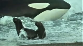 Deadly Killer Whale Moments  Top 5  BBC Earth [upl. by Merna]