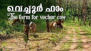 The farm for Vechur cow  വെച്ചൂര്‍ ഫാം [upl. by Arni]