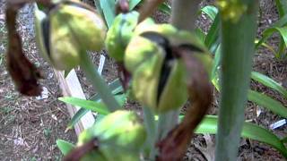 How to harvest amaryllis seed [upl. by Fariss]