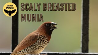 Scalybreasted Munias in My Balcony  Birding [upl. by Ches]