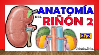 🥇 Anatomía del RIÑÓN 22 ¡Fácil Explicación [upl. by Ehc]