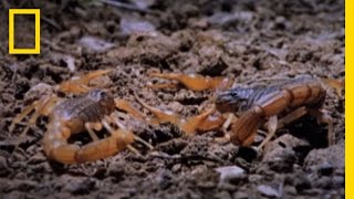 Cannibal Scorpions vs Shrew  National Geographic [upl. by Yenaffit]