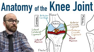 Anatomy of the Knee Joint [upl. by Terryl]