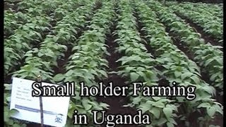 Small holder Farming in Uganda [upl. by Anailuj]