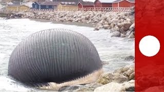 Video Stinking bloated blue whale carcass troubles Canadian fishing community [upl. by Atinek166]