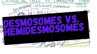 Desmosomes vs Hemidesmosomes and rete ridges [upl. by Nahsar]