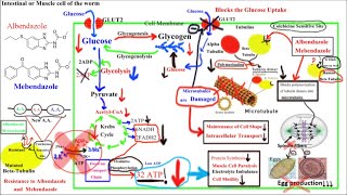 Pharmacology of ANTIHELMINTHICS AnthelminticsPart 1Albendazole and Mebendazole [upl. by Hephzipah]