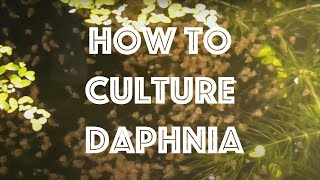 How To Culture Daphnia Magna [upl. by Nirrej572]