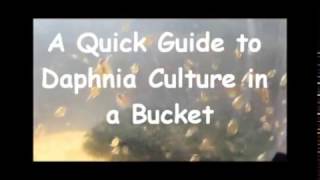 How to culture daphnia outside [upl. by Ehcrop132]