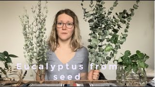 Starting Eucalyptus from Seed [upl. by Severin]