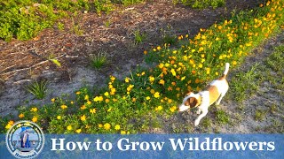 How to Plant and Grow Wildflowers [upl. by Levitus]