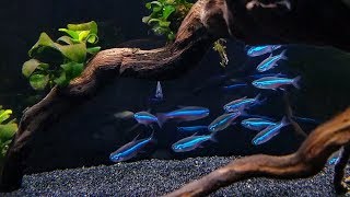 GREEN NEON TETRA CARE  Brilliant Blue Nano Fish for Aquascaping [upl. by Hamford540]