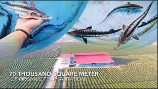 Beluga Sturgeon Fish Farming [upl. by Malinde]