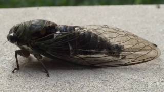 Singing Cicada [upl. by Cleve]